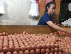 Stok Makin Sedikit, Harga Telur Ayam dan Telur Puyuh Terus Alami Kenaikan