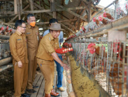 Jelang Hari Raya Idul Adha Harga Jagung Naik, Harga Telur Ikut Melonjak Naik