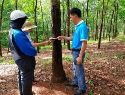 Vietnam Rubber Company Huy Anh Rubber Co., Ltd. Appoints KOLTIVA to Achieve EUDR Compliance, Fortify its EU Market Presence