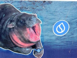 Sudeng (HIPPO), Sui Network’s First Meme Coin, Here’s Its Potential