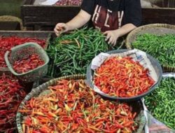 Jelang Ramadan, Harga Cabai Tembus Rp110 Ribu, Apa Kabar Gerakan Pangan Murah?