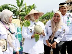 Perkuat Ketahanan Pangan, Wabup Intan Panen Buah Melon