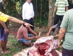 DPD NasDem Tangerang Salurkan Daging Kurban ke Masyarakat