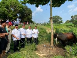 Berbagi Kebahagiaan Bersama Masyarakat, Gerindra Tangerang Sembelih 12 Ekor Sapi di Momen Idul Adha 2025