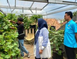 Pemkab Tangerang Apresiasi DPK KNPI Panongan Kembangkan Budidaya Anggur