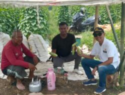 Panen Perdana Ketimun di Desa Carenang Berbuah Manis, BUMDes dan Petani Raih Hasil Memuaskan