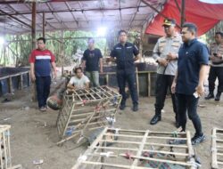 Polresta Tangerang Gerebek Judi Sabung Ayam di Jayanti, Dua Terduga Pelaku Ditangkap